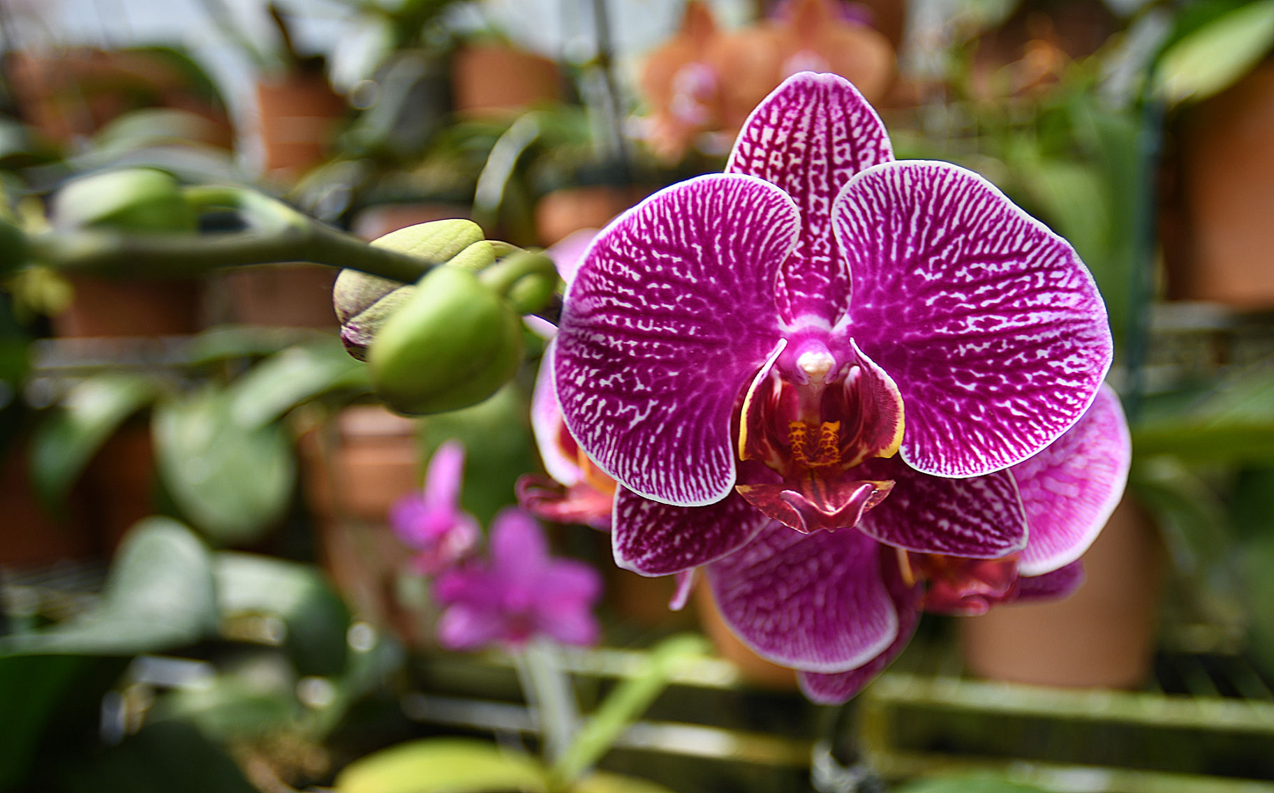 orchids 7.jpg
